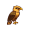 hawk