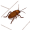 cockroach
