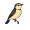 sparrow