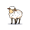 ewe