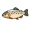 trout