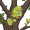 lichen