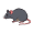 rat