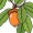acorn