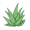 aloe