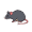 rat