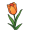 tulip