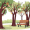 trees