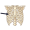 rib
