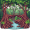 root