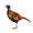 asa