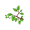 branch
