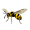 wasp