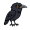 raven