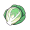 cabbage