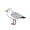 seagull