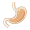 stomach