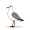 seagull