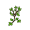 sprig