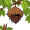 nest