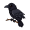 raven