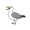 seagull