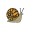 snail