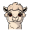 llama