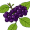 elder