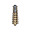 spine