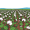 plantation
