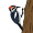 pe