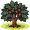 oak