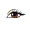 lash