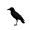 crow