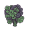 kale