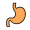 stomach
