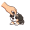 pet