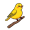 canary