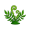 fern