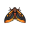 moth