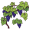 grape