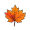 maple