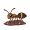 ant