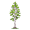 aspen