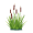 cattail