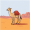 camel