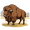 bison