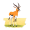 springbok