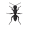 ant